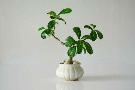 A close-up of an Adenium plant with green leaves in a white ceramic pot on a white background.