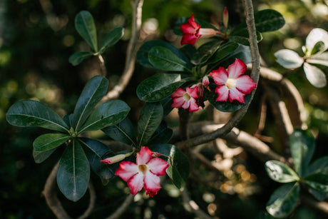 Poda de Raízes: o Segredo Para um Caudex Grosso e Bem Formado na Rosa do Deserto - Gm Rosa Do Deserto