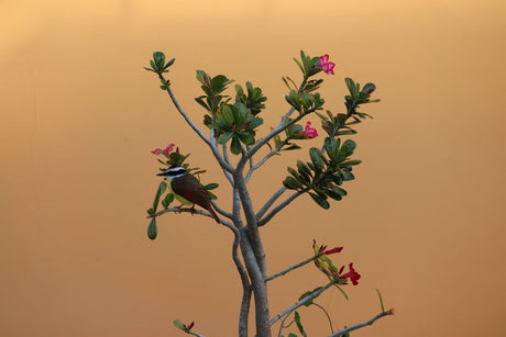 Polinização Manual em Adenium: Como Colecionadores Avançados Criam Suas Próprias Híbridas - Gm Rosa Do Deserto