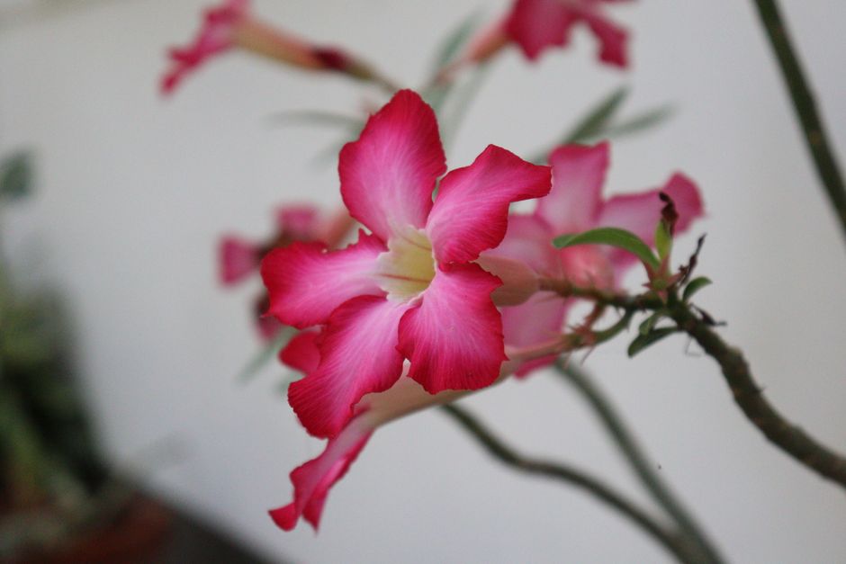 Por que a Rosa do Deserto não é uma rosa: a curiosa origem do Adenium obesum - Gm Rosa Do Deserto