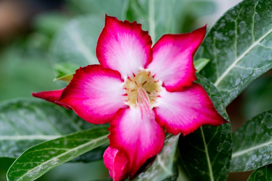 Por que sua Rosa do Deserto não floresce: o papel do fósforo e potássio na hora certa - Gm Rosa Do Deserto