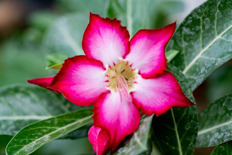 Por que sua Rosa do Deserto não floresce: o papel do fósforo e potássio na hora certa - Gm Rosa Do Deserto
