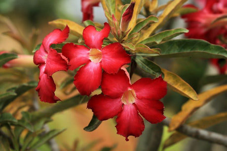 Rega da Rosa do Deserto: Como Ler os Sinais Antes que a Planta Sofra - Gm Rosa Do Deserto