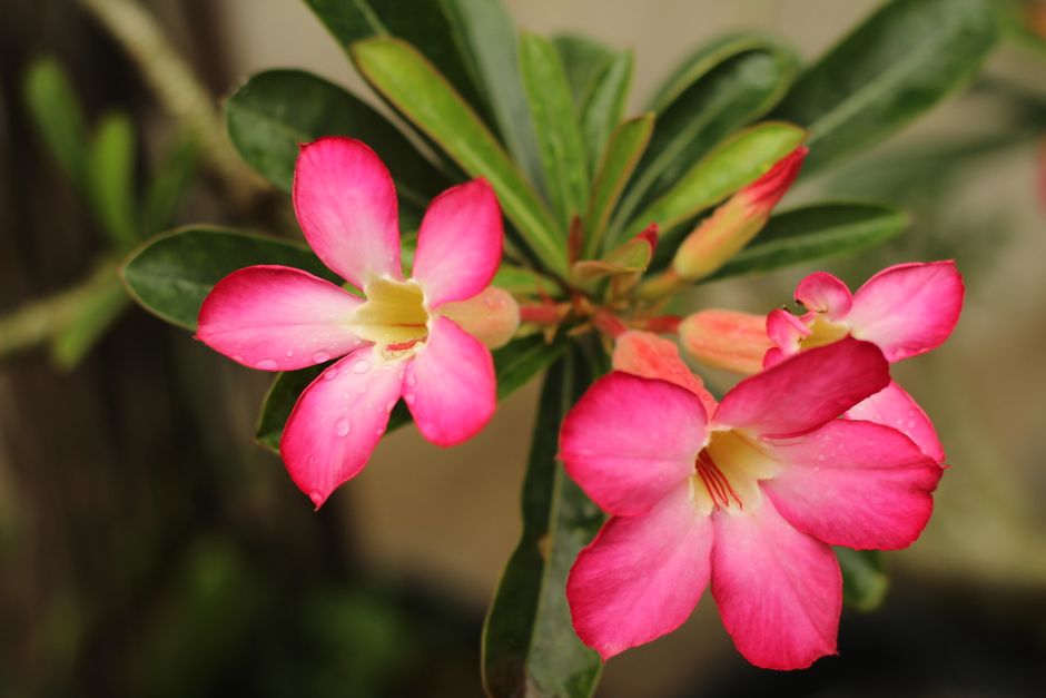 Regar Demais: O Erro Silencioso Que Apodrece a Rosa do Deserto por Dentro - Gm Rosa Do Deserto