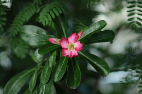 Sementes ou Estaca? Como Cada Método de Reprodução Molda o Caudex da Sua Rosa do Deserto - Gm Rosa Do Deserto