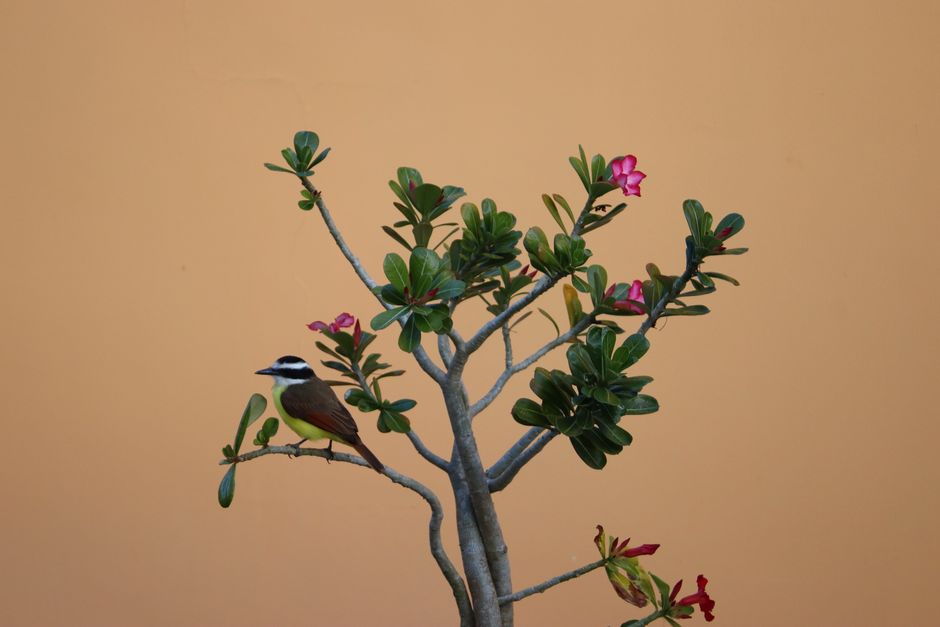 Sementes ou Estaca? O Segredo por Trás do Caudex Perfeito na Rosa do Deserto - Gm Rosa Do Deserto