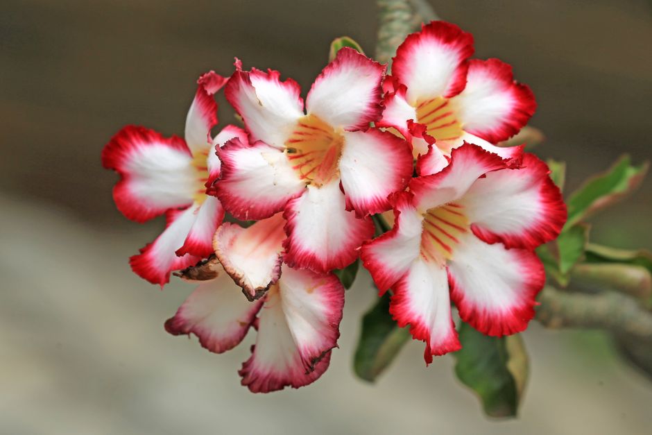 Sementes ou Estacas? Como Cada Método Molda o Caudex da Sua Rosa do Deserto - Gm Rosa Do Deserto