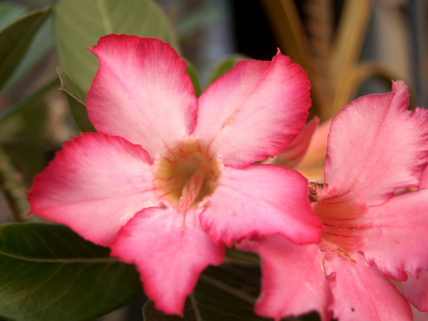 Sementes ou Estaquia: o Segredo Por Trás do Caudex Perfeito na Rosa do Deserto - Gm Rosa Do Deserto