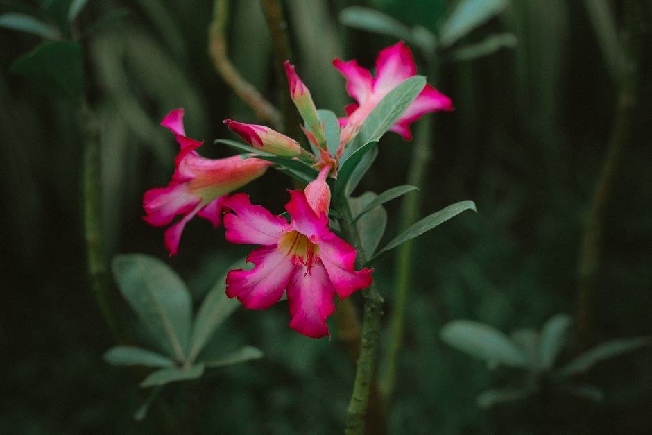 Substrato ideal para engrossar o caudex: a receita que faz sua Rosa do Deserto crescer com saúde - Gm Rosa Do Deserto