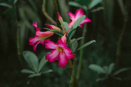 Substrato ideal para engrossar o caudex: a receita que faz sua Rosa do Deserto crescer com saúde - Gm Rosa Do Deserto