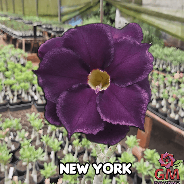 0026 - Rosa do Deserto - NEW YORK - Gm Rosa Do Deserto