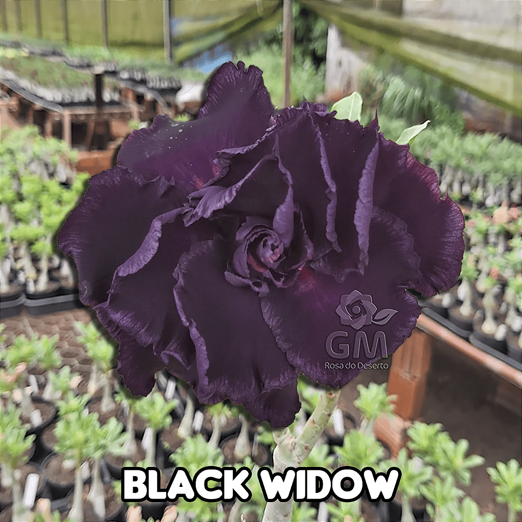0049 - Rosa do Deserto - BLACK WIDOW ( Multipetalas ) - Gm Rosa Do Deserto