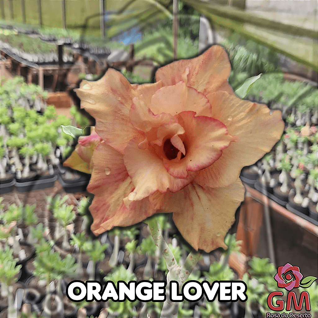 0056 - Rosa do Deserto - ORANGE LOVER (IMPORTADA) - Gm Rosa Do Deserto
