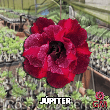 0065 - Rosa do Deserto - JUPITER - Gm Rosa Do Deserto