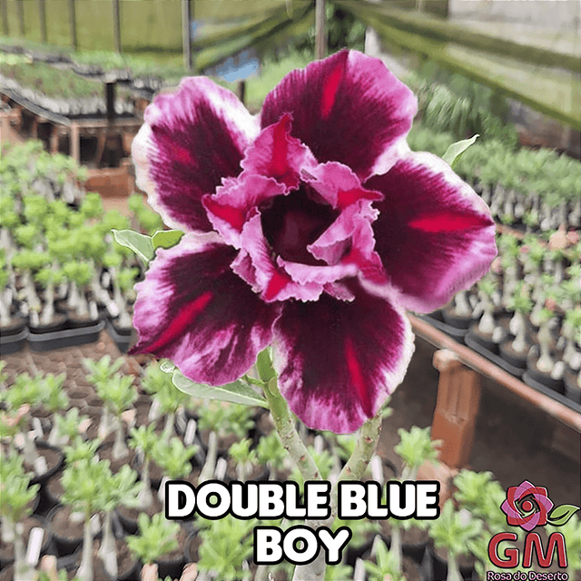 0083 - Rosa do Deserto - DOUBLE BLUE BOY (PERFUMADA) - Gm Rosa Do Deserto