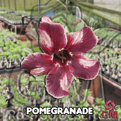 0088 - Rosa do Deserto - POMEGRANATE - Gm Rosa Do Deserto