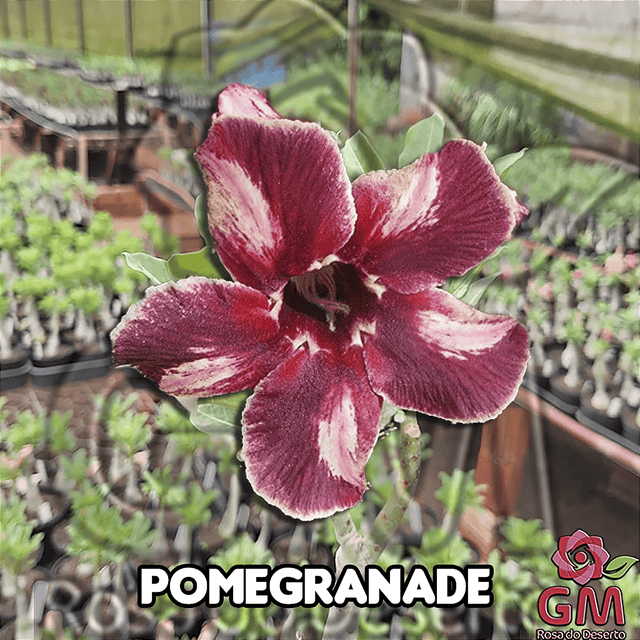 0088 - Rosa do Deserto - POMEGRANATE - Gm Rosa Do Deserto