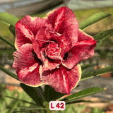 0098 - Rosa do Deserto - L 42 - Gm Rosa Do Deserto