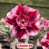 0120 - Rosa do Deserto - CANAN 20 - Gm Rosa Do Deserto