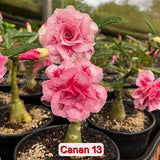 0126 - Rosa do Deserto - CANAN - 13 - Gm Rosa Do Deserto