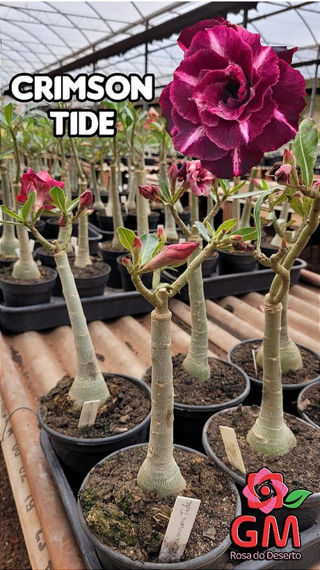 0129 - Rosa do Deserto - CRIMSON TIDE - Gm Rosa Do Deserto