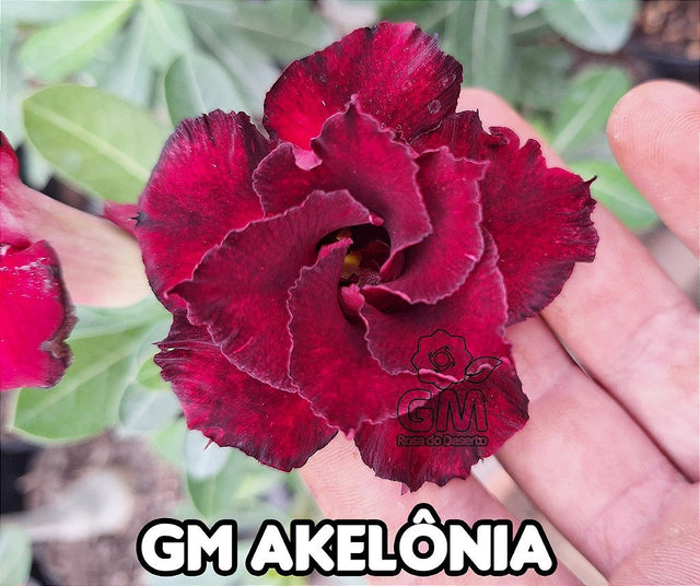 0135 - Rosa do Deserto - GM AKELONIA - Gm Rosa Do Deserto