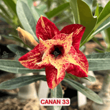 0137 - Rosa do Deserto - CANAN 33 - Gm Rosa Do Deserto
