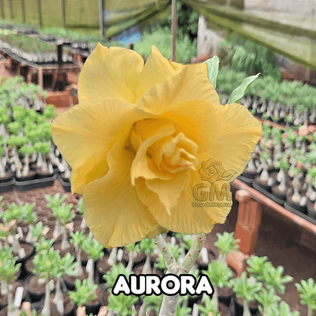 0140 - Rosa do Deserto - AURORA - Gm Rosa Do Deserto