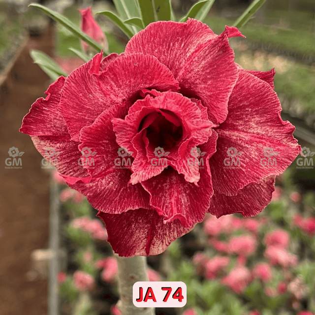 0142 - Rosa do Deserto - JA 74 ( PERFUMADA ) - Gm Rosa Do Deserto