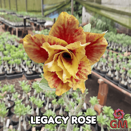 0184 - Rosa do Deserto - LEGACY ROSE - Gm Rosa Do Deserto