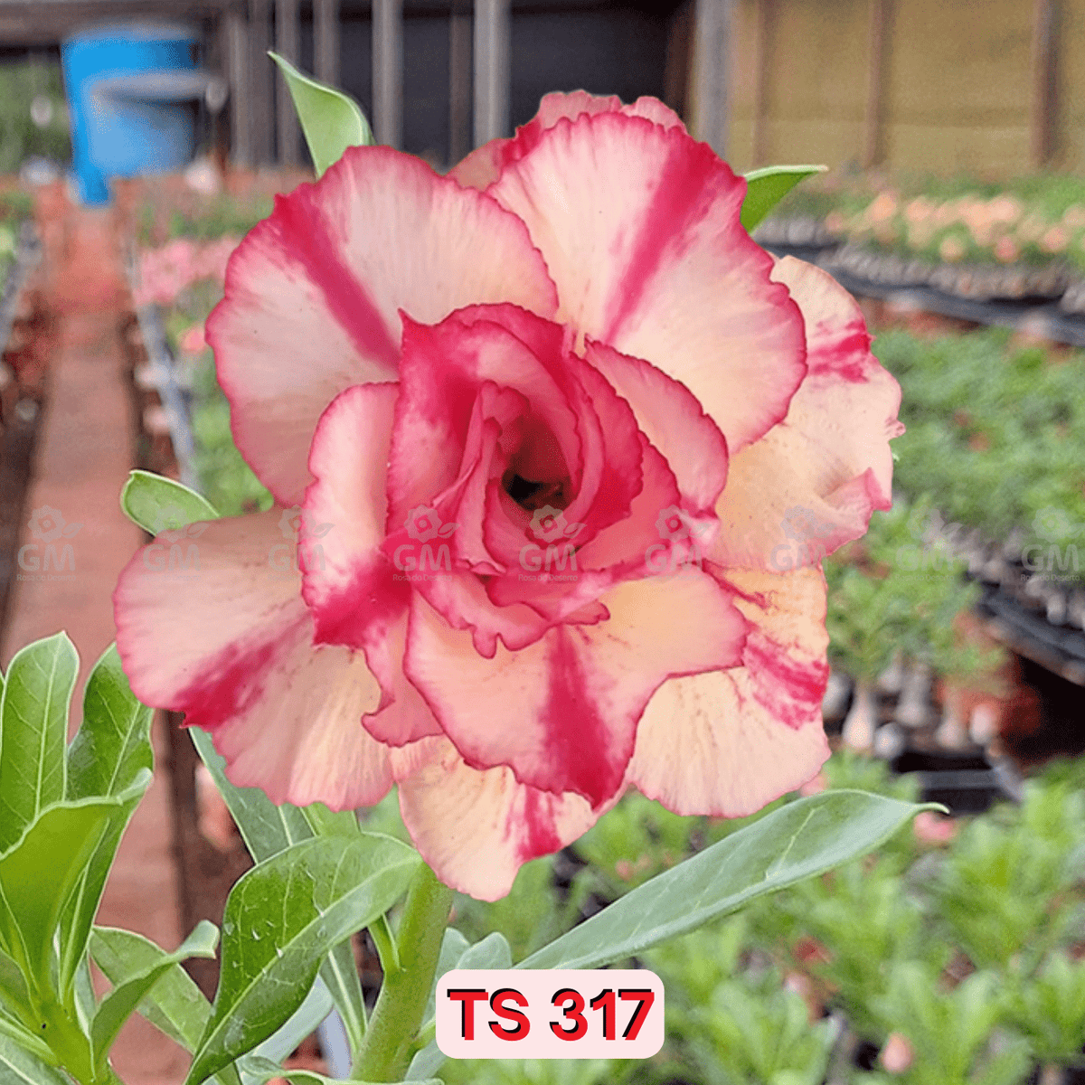 0200 - Rosa do Deserto - TS 317 - Gm Rosa Do Deserto