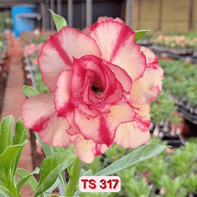 0200 - Rosa do Deserto - TS 317 - Gm Rosa Do Deserto