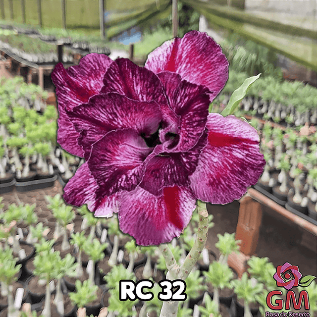 0216 - Rosa do Deserto - RC - 32 - Gm Rosa Do Deserto