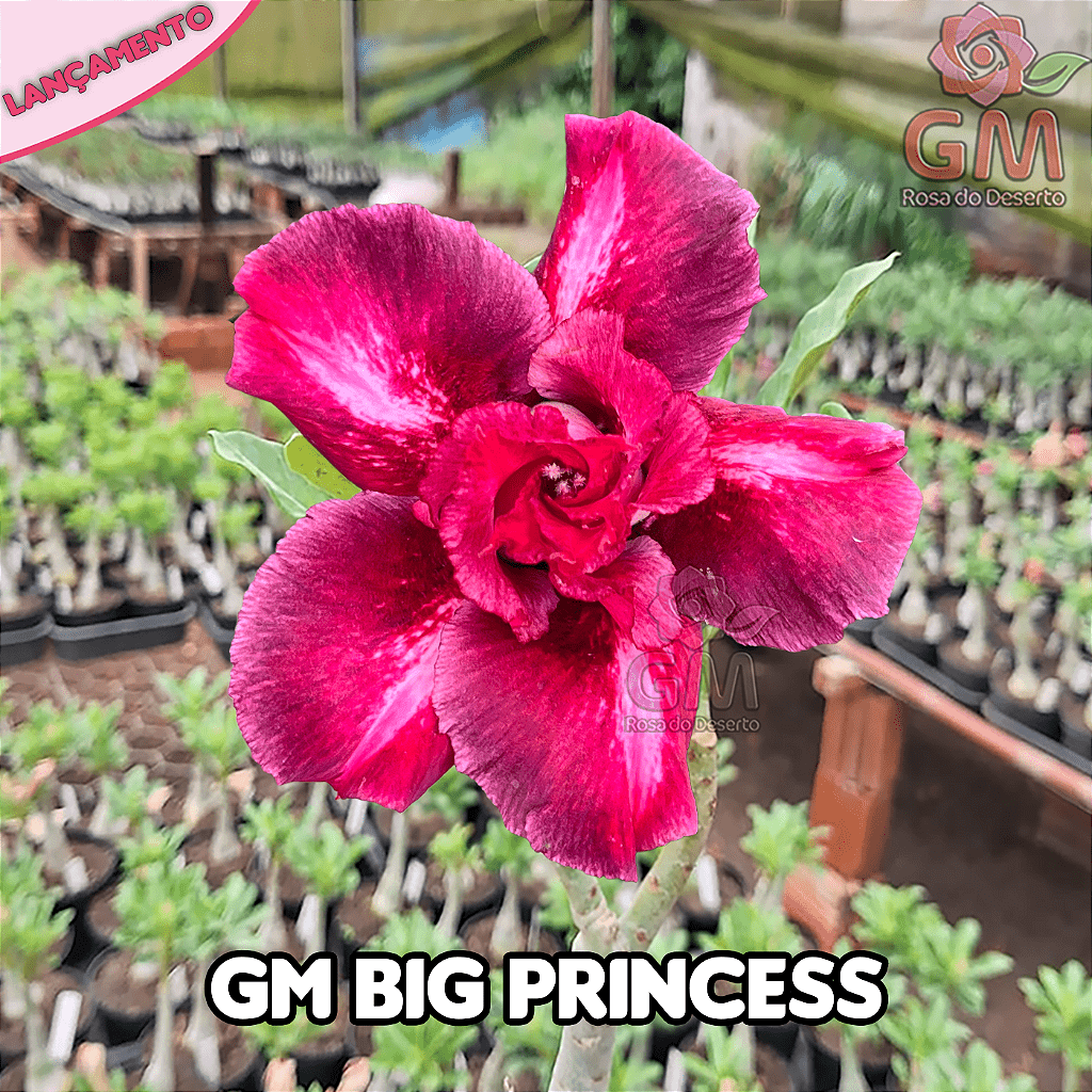 0249 - Rosa do Deserto - GM BIG PRINCESS (FLOR GRANDE) - Gm Rosa Do Deserto