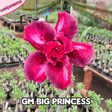 0249 - Rosa do Deserto - GM BIG PRINCESS (FLOR GRANDE) - Gm Rosa Do Deserto