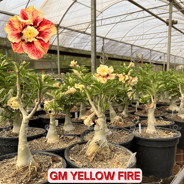 0352 - Rosa do Deserto - ENXERTO ADULTO - GM Yellow Fire - Gm Rosa Do Deserto