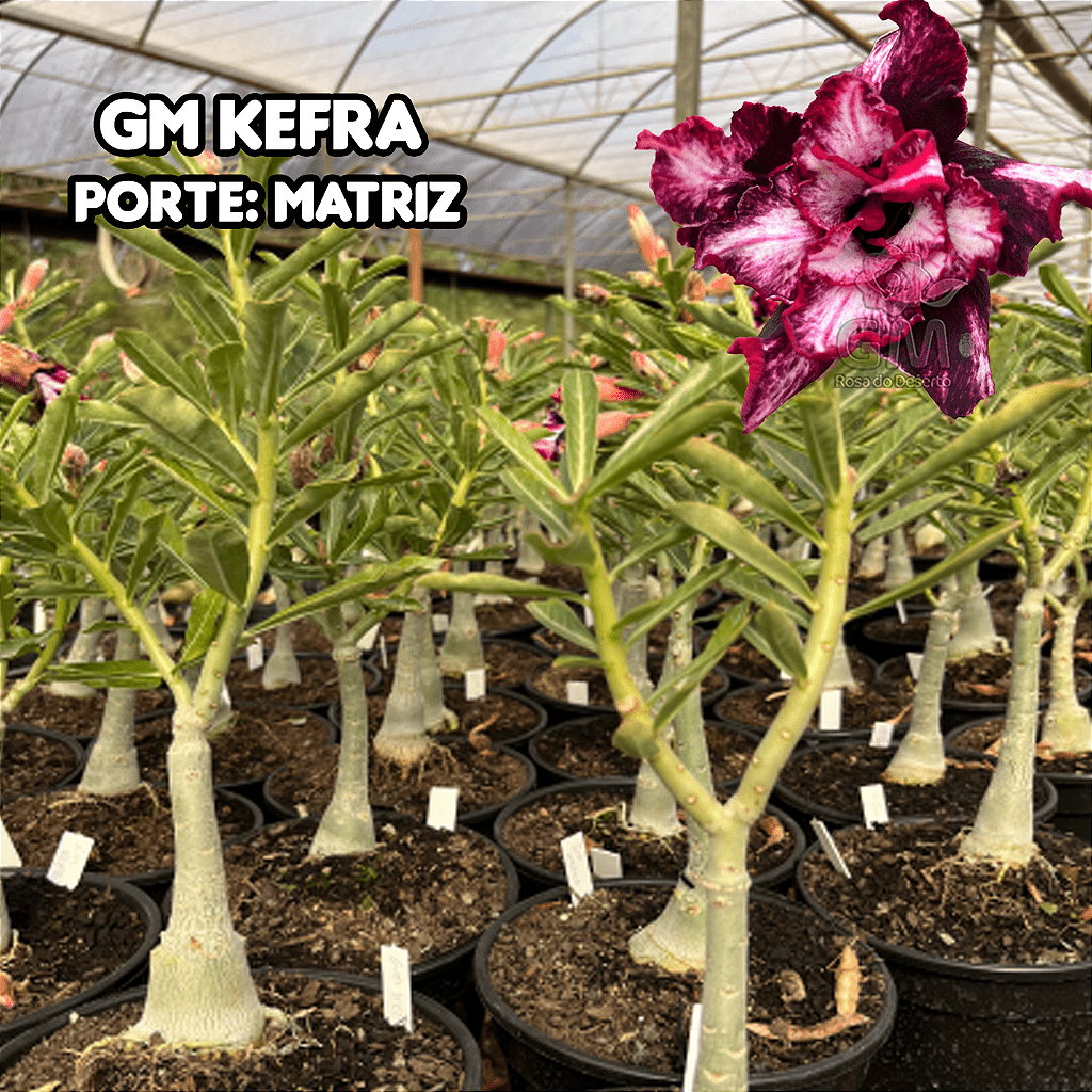 0357 - Rosa do Deserto - ENXERTO ADULTO - GM KEFRA - Gm Rosa Do Deserto