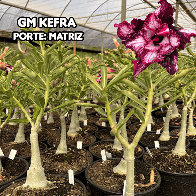 0357 - Rosa do Deserto - ENXERTO ADULTO - GM KEFRA - Gm Rosa Do Deserto