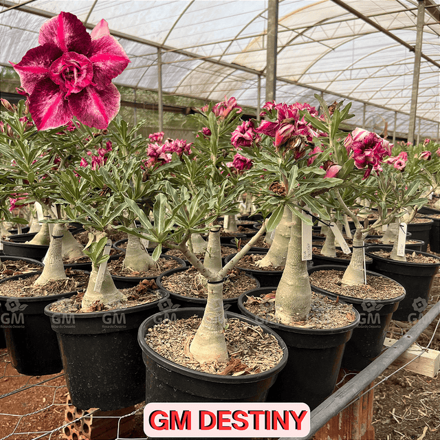 0358 - Rosa do Deserto - ENXERTO ADULTO - GM DESTINY - Gm Rosa Do Deserto
