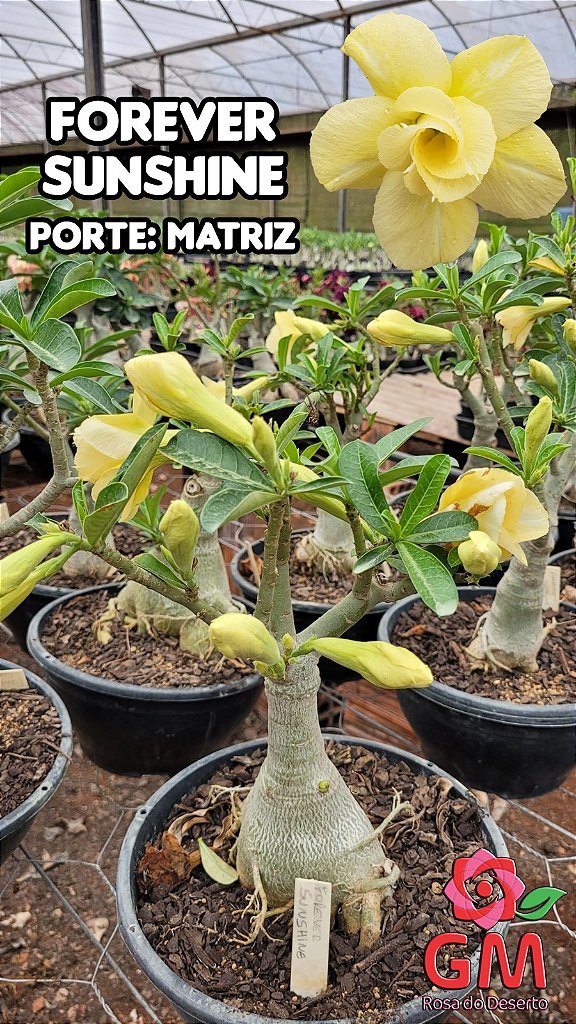 0400 - Rosa do Deserto - ENXERTO ADULTO - FOREVER SUNSHINE - Gm Rosa Do Deserto