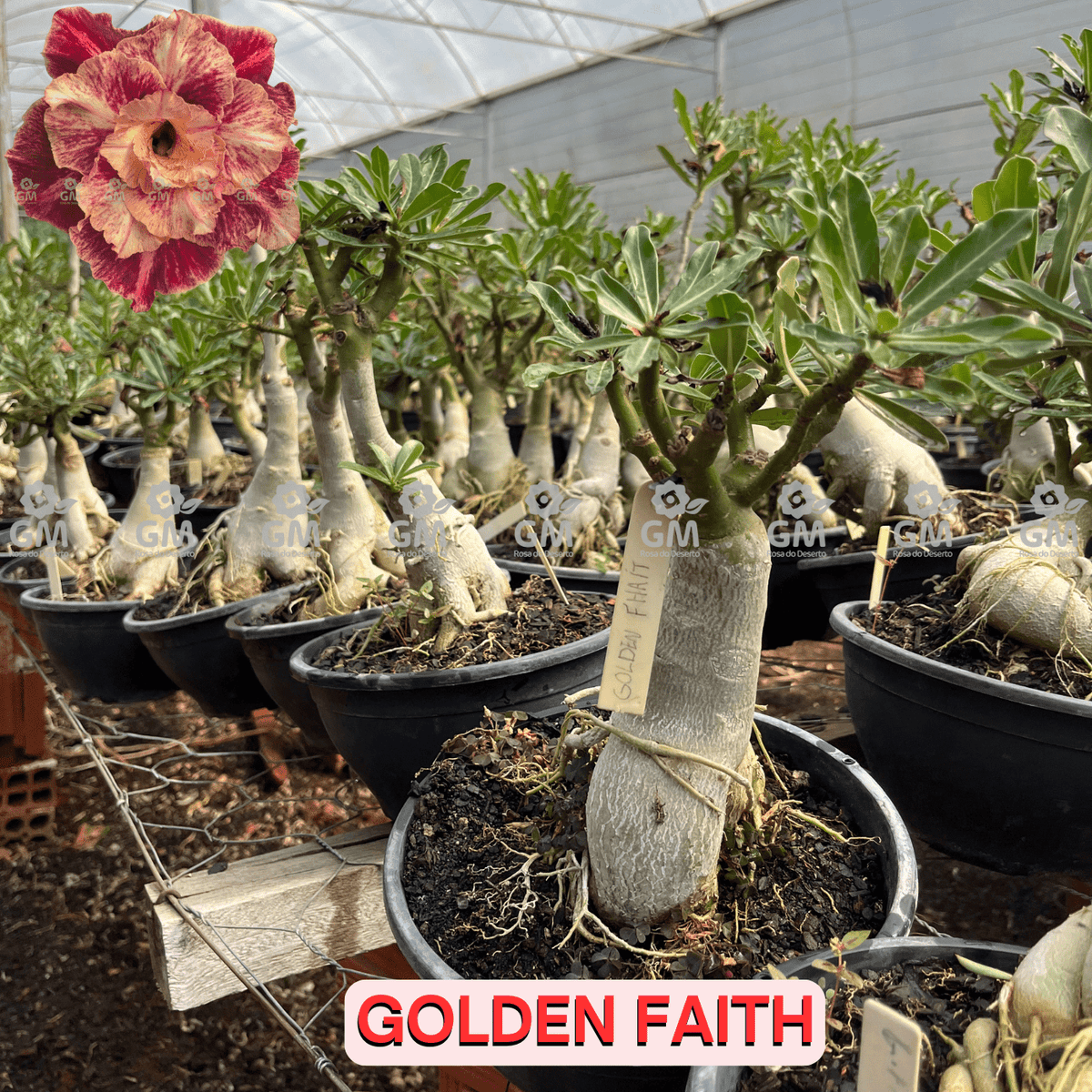 0413 - Rosa do Deserto - ENXERTO ADULTO - GOLDEN FAITH (PERFUMADA) - Gm Rosa Do Deserto