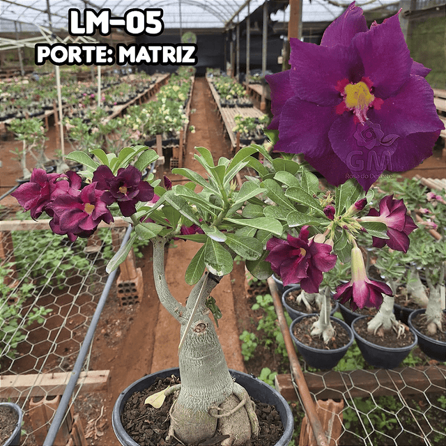 0439 - Rosa do Deserto - ENXERTO ADULTO - LM 5 - Gm Rosa Do Deserto