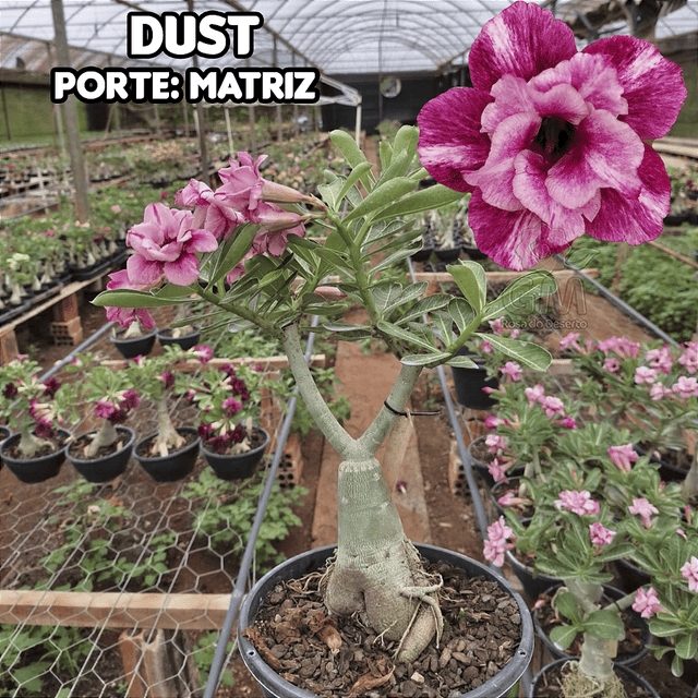 0442 - Rosa do Deserto - ENXERTO ADULTO - DUST - Gm Rosa Do Deserto