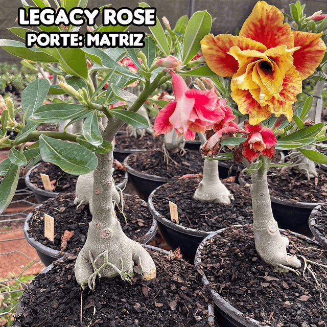 0455 - Rosa do Deserto - ENXERTO ADULTO - LEGACY ROSE - Gm Rosa Do Deserto