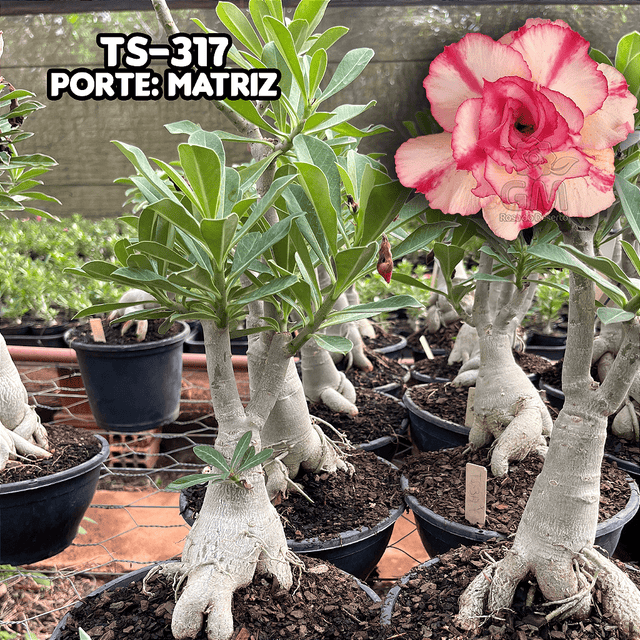 0458 - Rosa do Deserto - ENXERTO ADULTO - TS - 317 - Gm Rosa Do Deserto