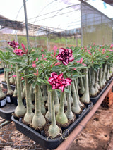 Rosa do Deserto - A17