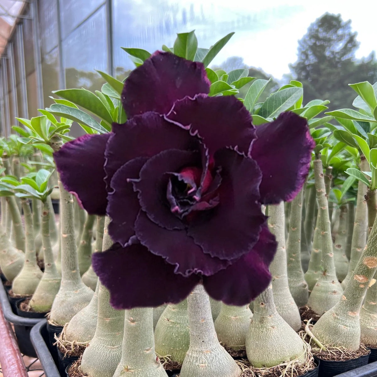 Rosa do Deserto - BLACK EVIL