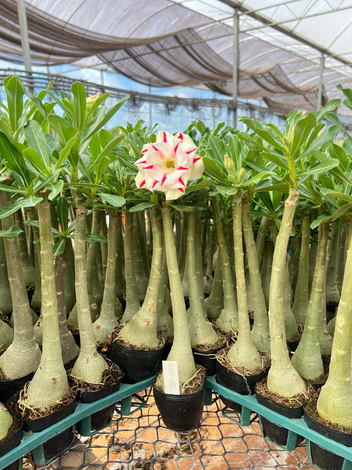 Rosa do Deserto - BRD 102