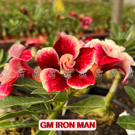 Rosa do Deserto - GM IRON MAN - Gm Rosa Do Deserto