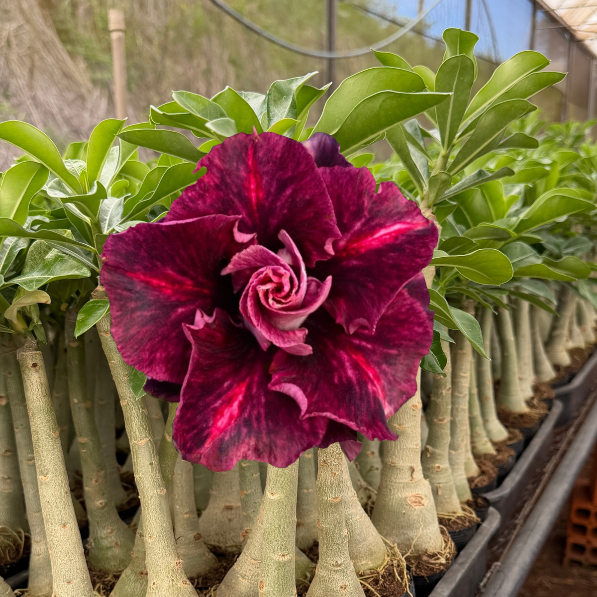 Rosa do Deserto - SATURNO